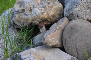 Fig. 1: Bien protégée par son tas de pierre, cette hermine observe son territoire (photo: Adolf Durrer).
