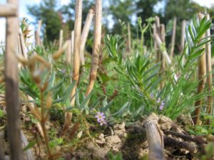 Fig. 2: Menacée d’extinction, la salicaire à feuilles d’hysope est l’une des espèces plus précieuses du projet. Elle fleurit dans les champs de chaumes dès la fin de la récolte et jusqu’à l’arrière-automne (photo: T. Stalling).