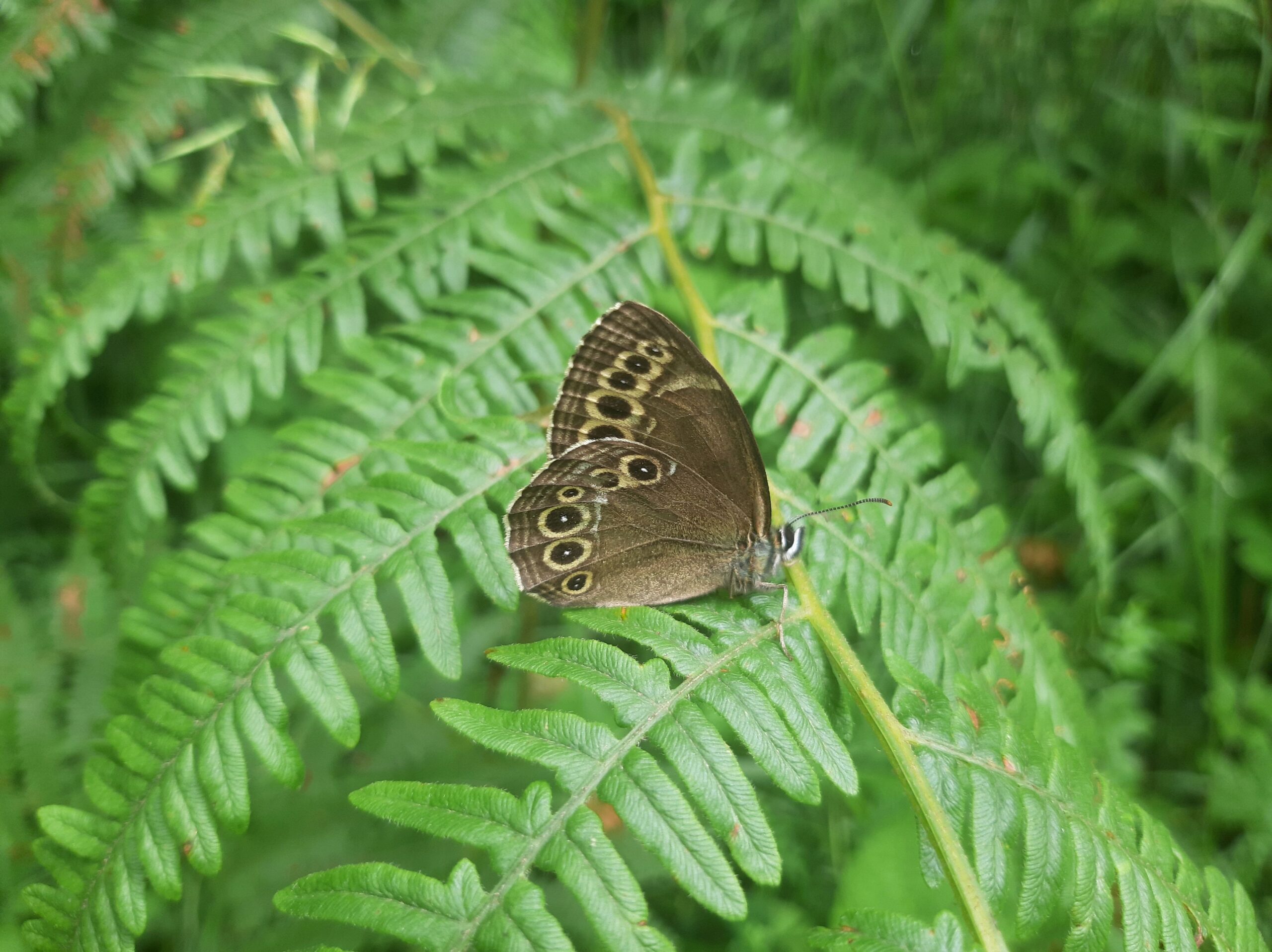 Ein Exemplar des Gelbringfalters (Lopinga achine). Foto: Isabella Forini-Giacalone.